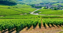 Landschaft im Burgund
