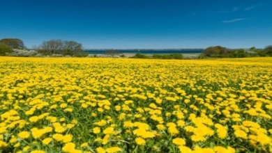 Blumenfeld bei Flensburg
