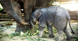 Elefant im Kui Buri Nationalpark