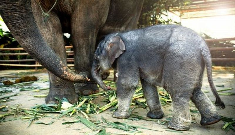 Elefant im Kui Buri Nationalpark 