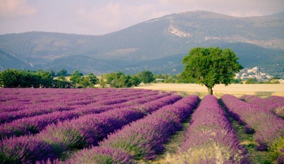 Von den Alpen zur Côte d’Azur Von den Alpen zur Côte d’Azur