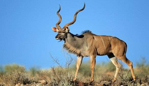 Antilope in Südafrika Antilope in Südafrika