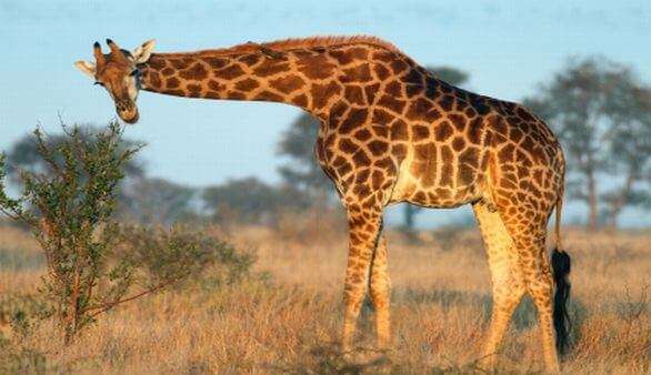 Giraffe in Südafrika Giraffe in Südafrika
