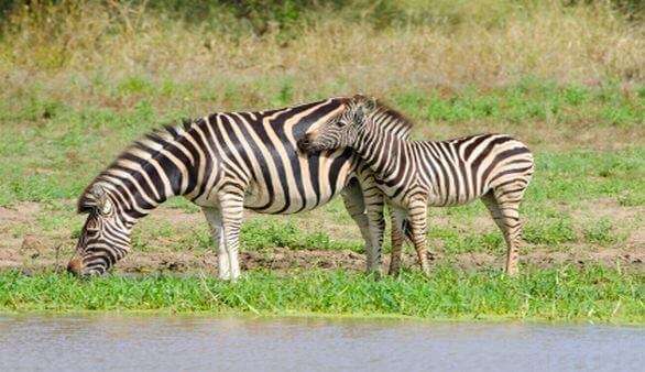 Zebras in Südafrika Zebras in Südafrika