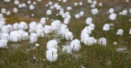 Pflanzenwelt Spitzbergens