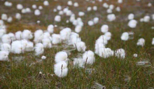 Pflanzenwelt Spitzbergens