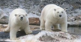 Tierwelt Spitzbergens