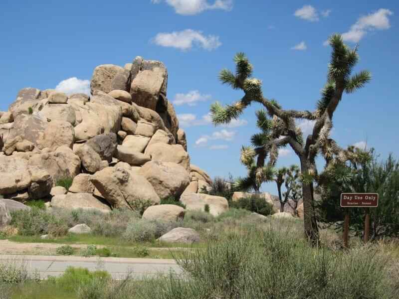 Joshua Tree