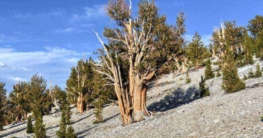 Ancient Bristlecone