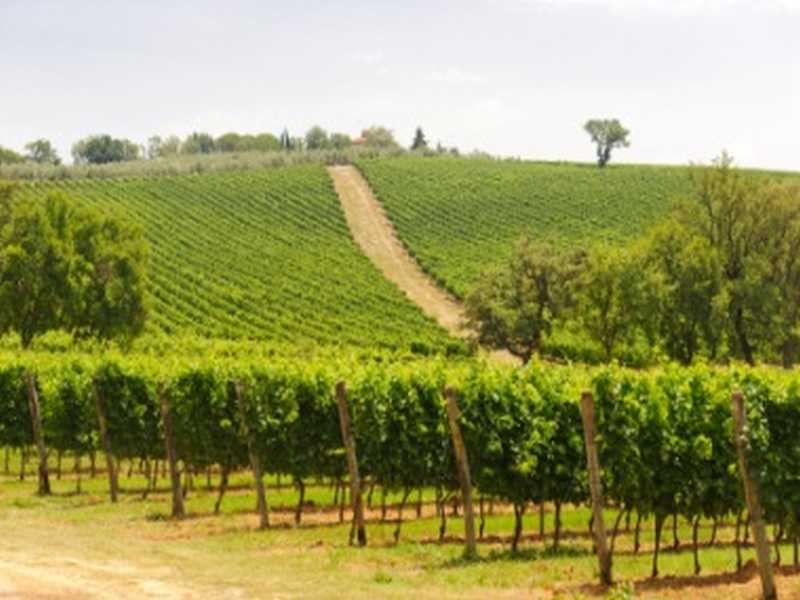 Maremma