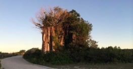 Klima Nauru, Beste Reisezeit Nauru