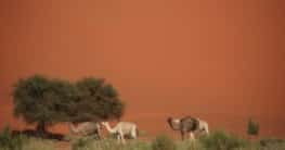 Klima Niger, Beste Reisezeit maniscule
