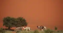 Niger