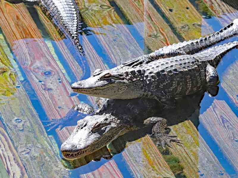 Gatorland in Orlando 