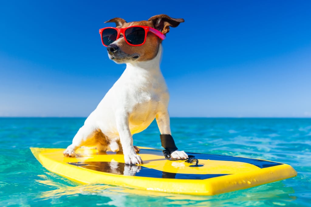 Entspannter Urlaub mit Hund Unsere Tipps