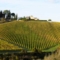Chianti