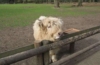 Lindenthaler Tierpark