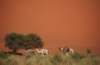 Niger