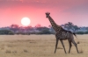 Botswana