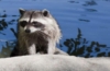 Waschbär