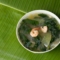 Gaeng Liang