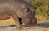 Nilpferd in Südafrika