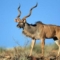 Antilope in Südafrika
