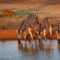 Kruger Nationalpark