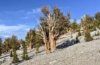 Ancient Bristlecone